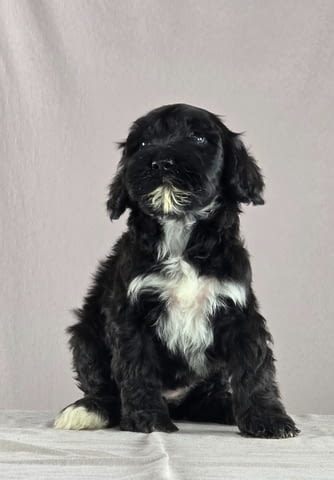 Португалско водно куче – красиви кученца Portuguese Water Dog, Vaccinated - Yes, For Breeding - Yes - city of Izvun Bulgaria | Dogs - снимка 3