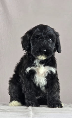Португалско водно куче – красиви кученца Portuguese Water Dog, Vaccinated - Yes, For Breeding - Yes - city of Izvun Bulgaria | Dogs - снимка 4