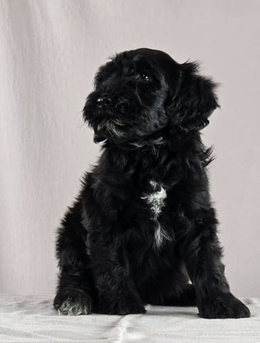 Португалско водно куче – красиви кученца Portuguese Water Dog, Vaccinated - Yes, For Breeding - Yes - city of Izvun Bulgaria | Dogs - снимка 5