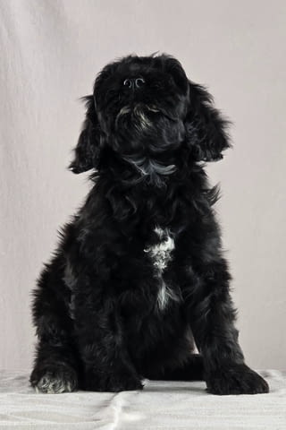 Португалско водно куче – красиви кученца Portuguese Water Dog, Vaccinated - Yes, For Breeding - Yes - city of Izvun Bulgaria | Dogs - снимка 6