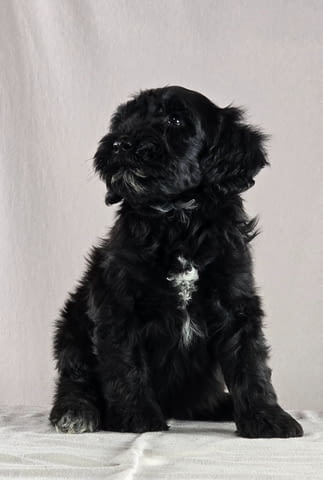 Португалско водно куче – красиви кученца Portuguese Water Dog, Vaccinated - Yes, For Breeding - Yes - city of Izvun Bulgaria | Dogs - снимка 7