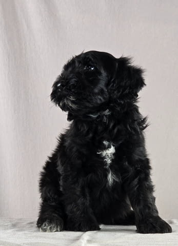 Португалско водно куче – красиви кученца Portuguese Water Dog, Vaccinated - Yes, For Breeding - Yes - city of Izvun Bulgaria | Dogs - снимка 8