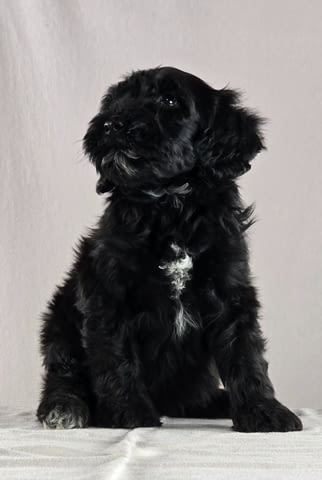 Португалско водно куче – красиви кученца Portuguese Water Dog, Vaccinated - Yes, For Breeding - Yes - city of Izvun Bulgaria | Dogs - снимка 9