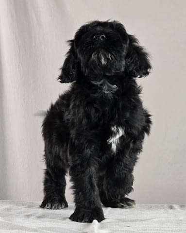 Португалско водно куче – красиви кученца Portuguese Water Dog, Vaccinated - Yes, For Breeding - Yes - city of Izvun Bulgaria | Dogs - снимка 10