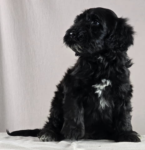 Португалско водно куче – красиви кученца Portuguese Water Dog, Vaccinated - Yes, For Breeding - Yes - city of Izvun Bulgaria | Dogs - снимка 11