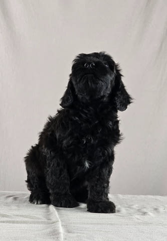 Португалско водно куче – красиви кученца Portuguese Water Dog, Vaccinated - Yes, For Breeding - Yes - city of Izvun Bulgaria | Dogs - снимка 12