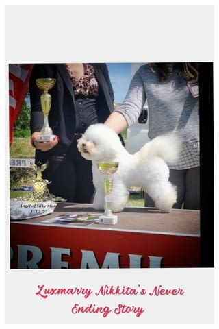 Бишон фризе – красиви кученца Bichon frize, Vaccinated - Yes, Dewormed - Yes - city of Izvun Bulgaria | Dogs - снимка 1