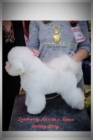 Бишон фризе – красиви кученца Bichon frize, Vaccinated - Yes, Dewormed - Yes - city of Izvun Bulgaria | Dogs - снимка 2