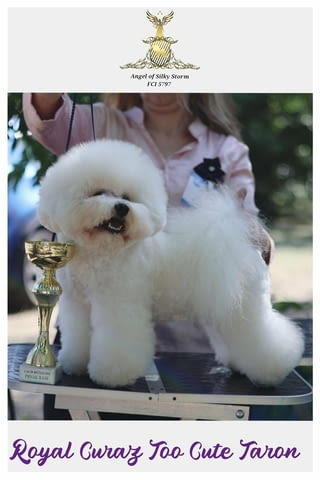 Бишон фризе – красиви кученца Bichon frize, Vaccinated - Yes, Dewormed - Yes - city of Izvun Bulgaria | Dogs - снимка 3