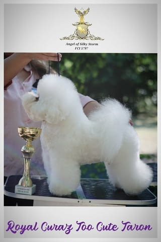 Бишон фризе – красиви кученца Bichon frize, Vaccinated - Yes, Dewormed - Yes - city of Izvun Bulgaria | Dogs - снимка 4