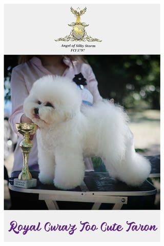 Бишон фризе – красиви кученца Bichon frize, Vaccinated - Yes, Dewormed - Yes - city of Izvun Bulgaria | Dogs - снимка 5