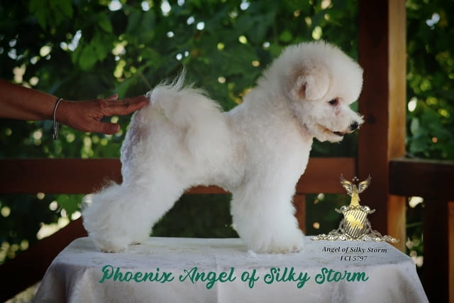 Бишон фризе – красиви кученца Bichon frize, Vaccinated - Yes, Dewormed - Yes - city of Izvun Bulgaria | Dogs - снимка 6