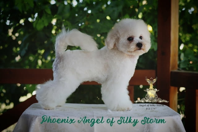 Бишон фризе – красиви кученца Bichon frize, Vaccinated - Yes, Dewormed - Yes - city of Izvun Bulgaria | Dogs - снимка 7