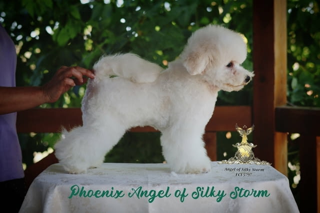 Бишон фризе – красиви кученца Bichon frize, Vaccinated - Yes, Dewormed - Yes - city of Izvun Bulgaria | Dogs - снимка 8