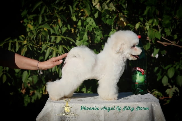 Бишон фризе – красиви кученца Bichon frize, Vaccinated - Yes, Dewormed - Yes - city of Izvun Bulgaria | Dogs - снимка 9