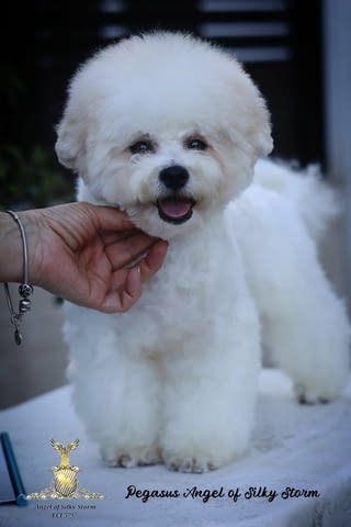 Бишон фризе – красиви кученца Bichon frize, Vaccinated - Yes, Dewormed - Yes - city of Izvun Bulgaria | Dogs - снимка 10