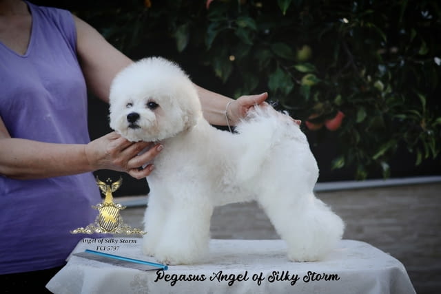 Бишон фризе – красиви кученца Bichon frize, Vaccinated - Yes, Dewormed - Yes - city of Izvun Bulgaria | Dogs - снимка 11
