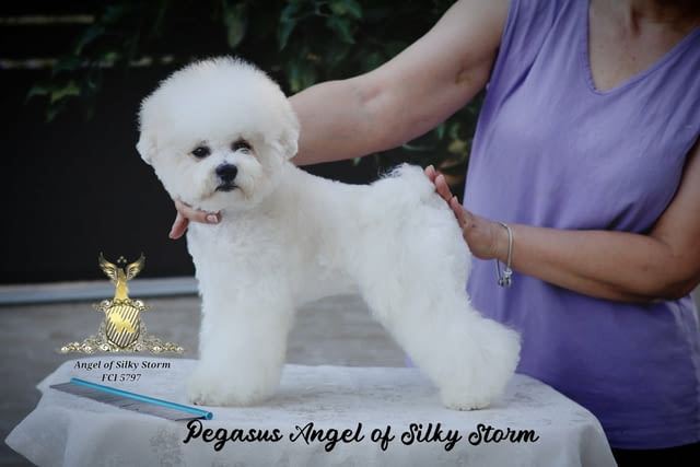Бишон фризе – красиви кученца Bichon frize, Vaccinated - Yes, Dewormed - Yes - city of Izvun Bulgaria | Dogs - снимка 12