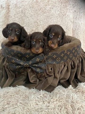 Дългокосмести джудже дакели в шоколадов цвят Longhair Dachshund, 2 Months, Vaccinated - Yes - city of Izvun Bulgaria | Dogs - снимка 1