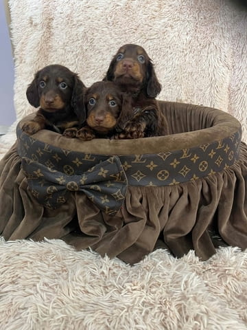 Дългокосмести джудже дакели в шоколадов цвят Longhair Dachshund, 2 Months, Vaccinated - Yes - city of Izvun Bulgaria | Dogs - снимка 2