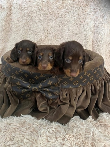 Дългокосмести джудже дакели в шоколадов цвят Longhair Dachshund, 2 Months, Vaccinated - Yes - city of Izvun Bulgaria | Dogs - снимка 3