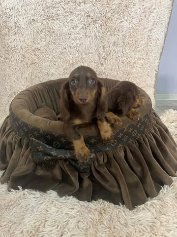 Дългокосмести джудже дакели в шоколадов цвят Longhair Dachshund, 2 Months, Vaccinated - Yes - city of Izvun Bulgaria | Dogs - снимка 4