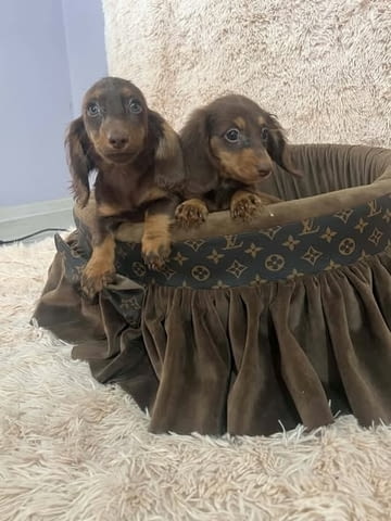 Дългокосмести джудже дакели в шоколадов цвят Longhair Dachshund, 2 Months, Vaccinated - Yes - city of Izvun Bulgaria | Dogs - снимка 5