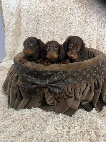 Дългокосмести джудже дакели в шоколадов цвят Longhair Dachshund, 2 Months, Vaccinated - Yes - city of Izvun Bulgaria | Dogs - снимка 6