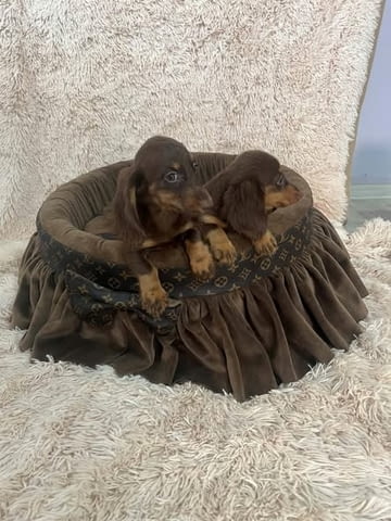 Дългокосмести джудже дакели в шоколадов цвят Longhair Dachshund, 2 Months, Vaccinated - Yes - city of Izvun Bulgaria | Dogs - снимка 7