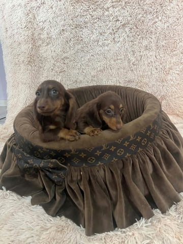 Дългокосмести джудже дакели в шоколадов цвят Longhair Dachshund, 2 Months, Vaccinated - Yes - city of Izvun Bulgaria | Dogs - снимка 8