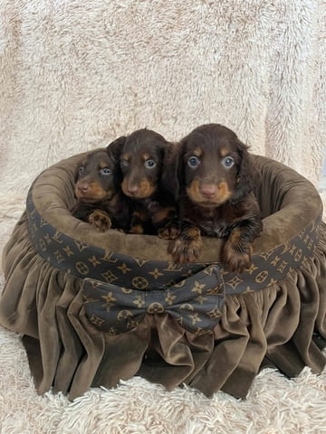 Дългокосмести джудже дакели в шоколадов цвят Longhair Dachshund, 2 Months, Vaccinated - Yes - city of Izvun Bulgaria | Dogs - снимка 9