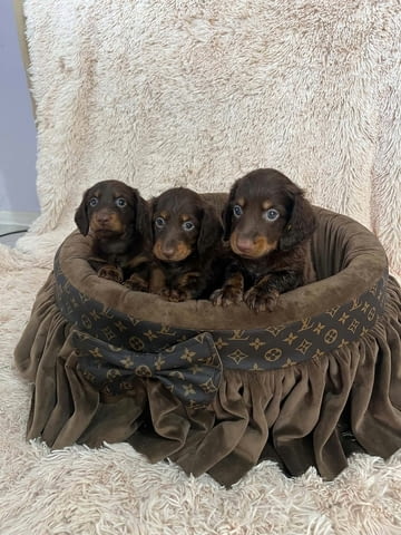 Дългокосмести джудже дакели в шоколадов цвят Longhair Dachshund, 2 Months, Vaccinated - Yes - city of Izvun Bulgaria | Dogs - снимка 10