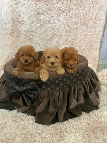 Миниатюрни пудели, красиви кученца Mini Poodle, 2 Months, Vaccinated - Yes - city of Izvun Bulgaria | Dogs - снимка 1