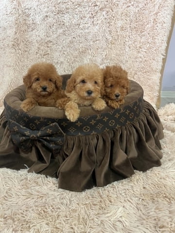 Миниатюрни пудели, красиви кученца Mini Poodle, 2 Months, Vaccinated - Yes - city of Izvun Bulgaria | Dogs - снимка 2