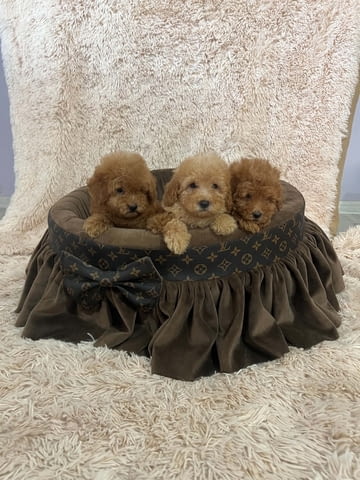 Миниатюрни пудели, красиви кученца Mini Poodle, 2 Months, Vaccinated - Yes - city of Izvun Bulgaria | Dogs - снимка 3