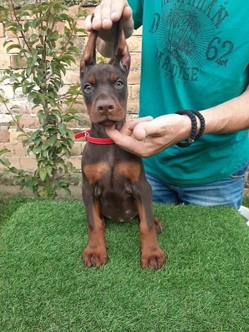 Доберман Doberman, 2 Months - city of Izvun Bulgaria | Dogs - снимка 2