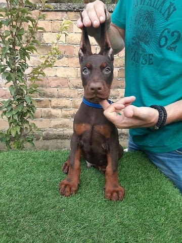 Доберман Doberman, 2 Months - city of Izvun Bulgaria | Dogs - снимка 3