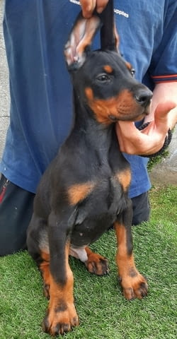 Доберман Doberman, 2 Months - city of Izvun Bulgaria | Dogs - снимка 4