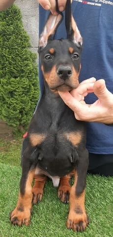 Доберман Doberman, 2 Months - city of Izvun Bulgaria | Dogs - снимка 5