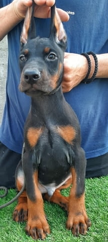 Доберман Doberman, 2 Months - city of Izvun Bulgaria | Dogs - снимка 6