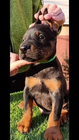 Доберман Doberman, 2 Months - city of Izvun Bulgaria | Dogs - снимка 7