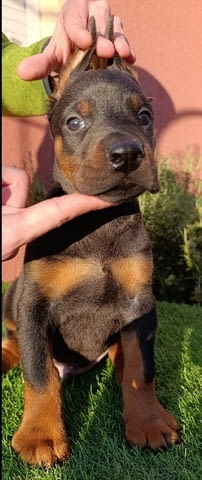 Доберман Doberman, 2 Months - city of Izvun Bulgaria | Dogs - снимка 8