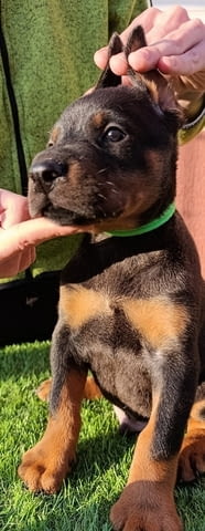 Доберман Doberman, 2 Months - city of Izvun Bulgaria | Dogs - снимка 9