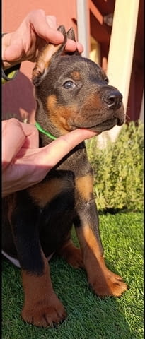 Доберман Doberman, 2 Months - city of Izvun Bulgaria | Dogs - снимка 10