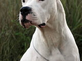 Kucita