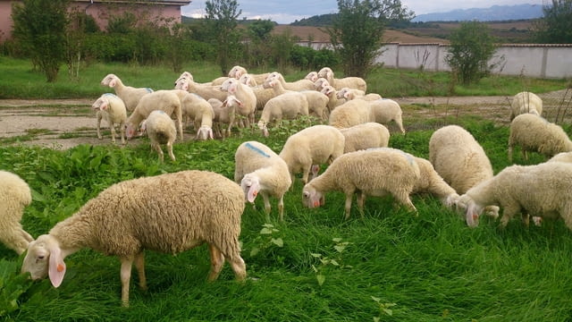 Продавам мъжки и женски животни порода Асаф, село Лиляче | Селскостопански Животни - снимка 5
