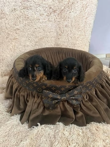 Дългокосмести джуджешки дакели Longhair Dachshund, 2 Months, Vaccinated - Yes - city of Izvun Bulgaria | Dogs - снимка 1