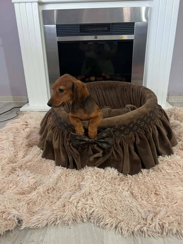 Дългокосмести джуджешки дакели Longhair Dachshund, 2 Months, Vaccinated - Yes - city of Izvun Bulgaria | Dogs - снимка 2