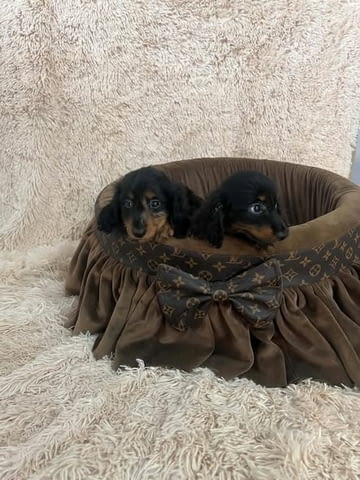 Дългокосмести джуджешки дакели Longhair Dachshund, 2 Months, Vaccinated - Yes - city of Izvun Bulgaria | Dogs - снимка 3
