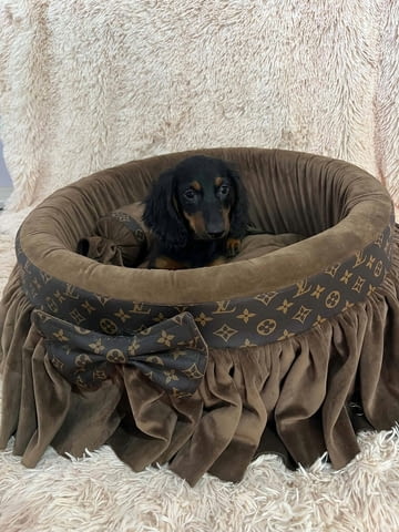 Дългокосмести джуджешки дакели Longhair Dachshund, 2 Months, Vaccinated - Yes - city of Izvun Bulgaria | Dogs - снимка 4
